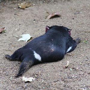 Tasmanian Devil