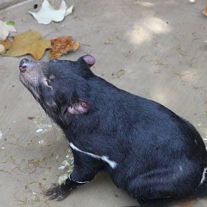 Tasmanian Devil
