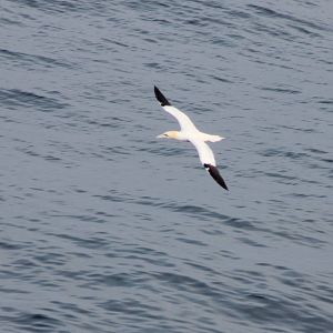 Northern gannet