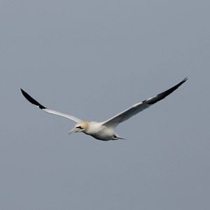 Northern gannet