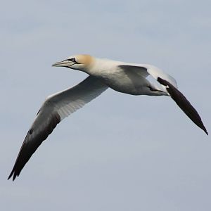 Northern gannet