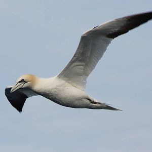 Northern gannet