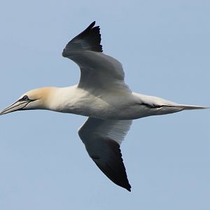 Northern gannet