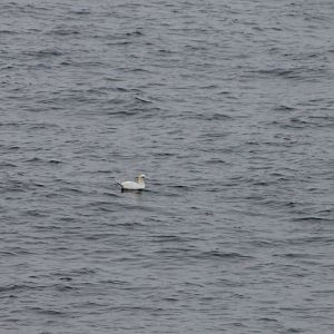 Northern gannet