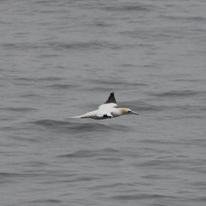 Northern gannet