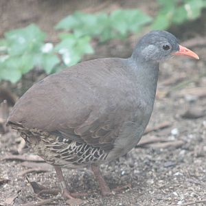 Tataupa tinamou
