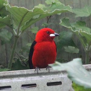 Brazilian tanager