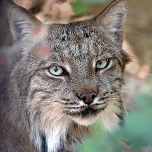 Canada lynx