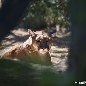 North American puma