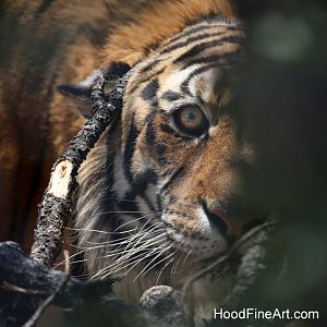 hybrid bengal tiger