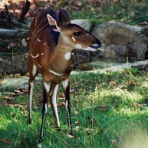 Scanned Photos 1990s LA Zoo