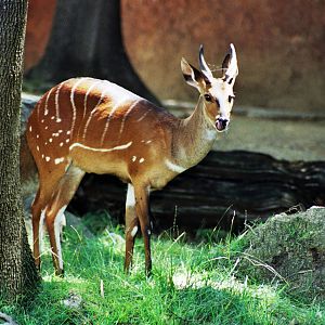 Scanned Photos 1990s LA Zoo