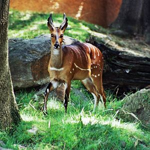 Scanned Photos 1990s LA Zoo