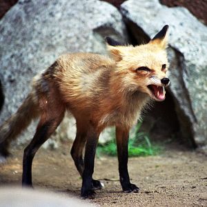 Scanned Photos 1990s LA Zoo