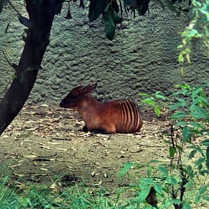 Scanned Photos 1990s LA Zoo