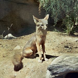 Scanned Photos 1990s LA Zoo