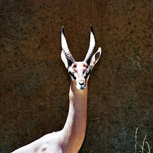 Scanned Photos 1990s LA Zoo