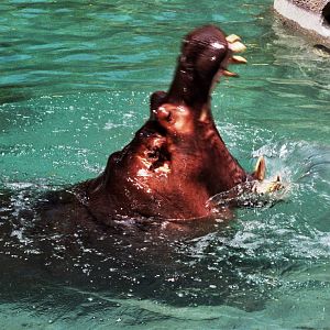 Scanned Photos 1990s LA Zoo