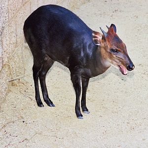 Scanned Photos 1990s LA Zoo