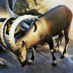 Scanned Photos 1990s LA Zoo