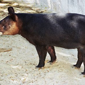 Scanned Photos 1990s LA Zoo