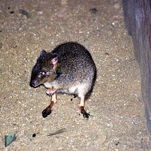 Scanned Photos 1990s LA Zoo