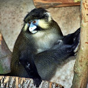 Scanned Photos 1990s LA Zoo