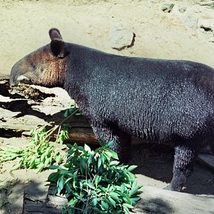 Scanned Photos 1990s LA Zoo