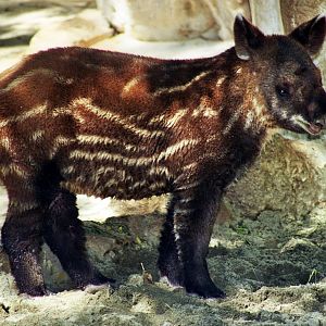 Scanned Photos 1990s LA Zoo