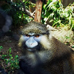 Scanned Photos 1990s LA Zoo