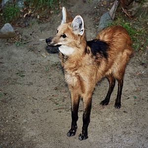 Scanned Photos 1990s LA Zoo