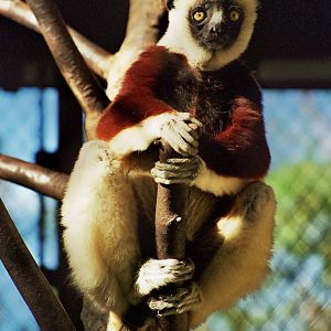 Scanned Photos 1990s LA Zoo