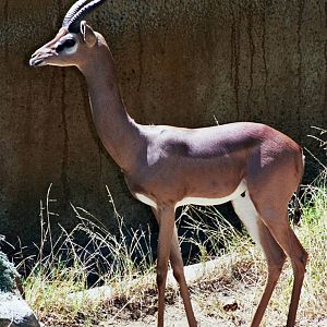 Scanned Photos 1990s LA Zoo