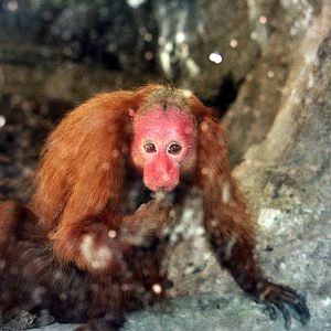 Scanned Photos 1990s LA Zoo