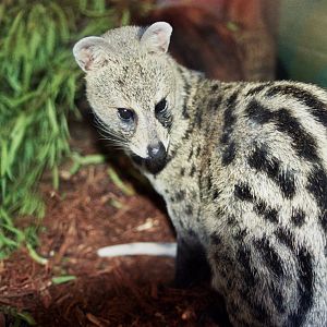 Scanned Photos 1990s LA Zoo