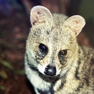 Scanned Photos 1990s LA Zoo