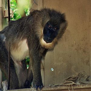 Scanned Photos 1990s LA Zoo