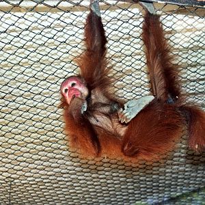 Scanned Photos 1990s LA Zoo