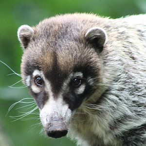Coati