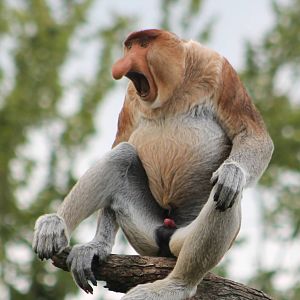 Proboscis monkey