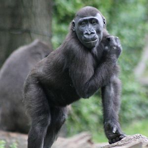 Western lowland gorilla