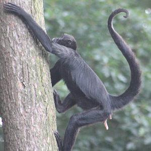 Spider monkey
