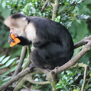 White-throated capuchin