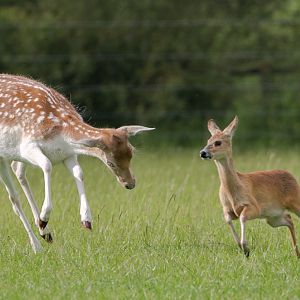 Chinese water deer; fallow deer : Whipsnade : 12 Jun 2016