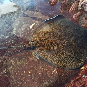 Leopard Whipray in Stingray Touch Pool
