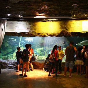 Arapaima Tank in Living Fossils Gallery
