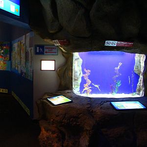 Weedy Sea Dragon Tank