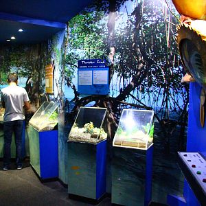 Crab Exhibits