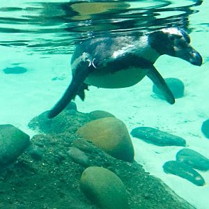 Humboldt Penguin