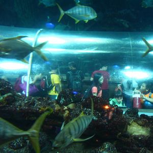 View of Underwater Tunnel